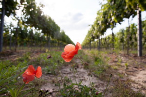 Mohn im Weingarten