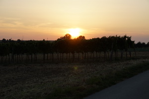 Sonnenuntergang in den Weinbergen