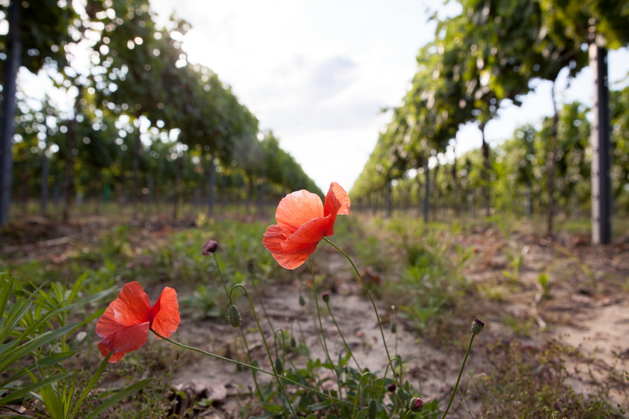 Mohn im Weingarten
