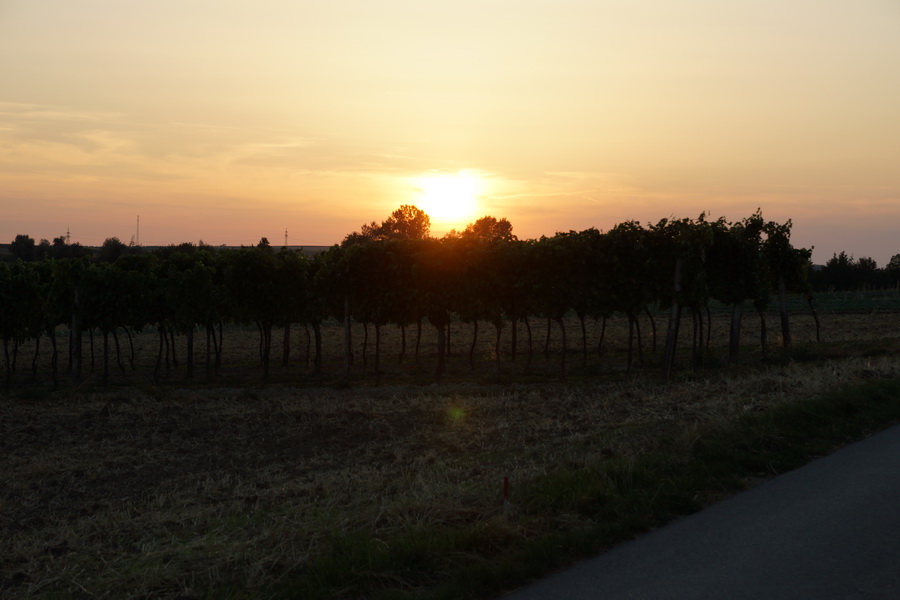 Sonnenuntergang in den Weinbergen